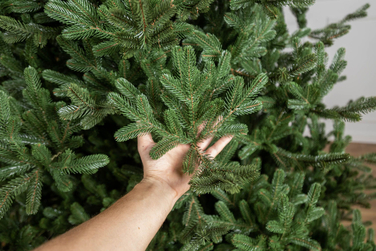 Ялинка лита 'Міланська' ПАРАСОЛЬКА ЗЕЛЕНА 1,80м