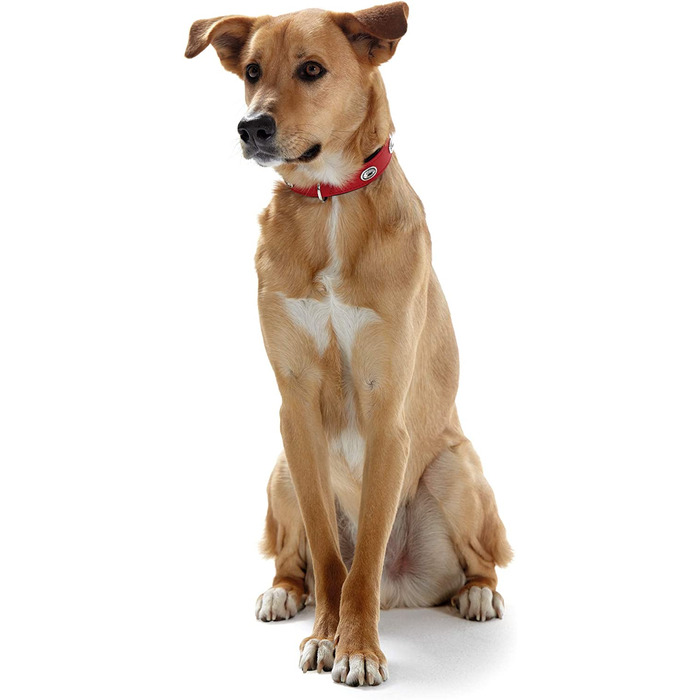 Нашийник для собак Hunter SOFTIE STONE зі штучної шкіри з аплікаціями, простий у догляді, (45 (S-M), червоний)