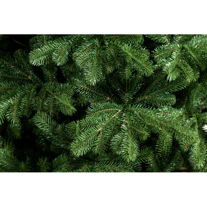 Ялинка лита 'Версальська' Зелена 2,10м