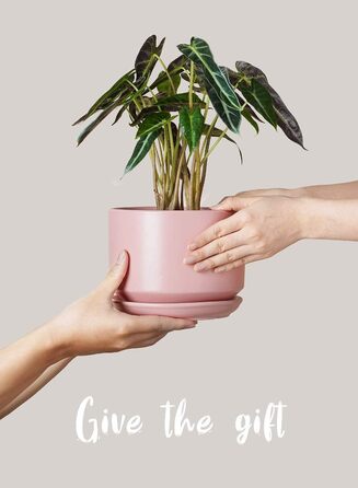 Набір горщиків для квітів LE TAUCI (3 шт.) з кераміки, діаметр 11, 13, 17 см, з підставками та дренажними отворами, реактивна глазур, бежево-рожевий