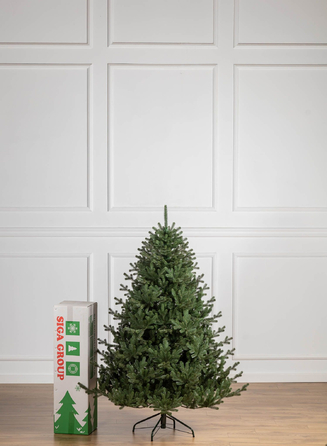 Ялинка лита 'Міланська' ПАРАСОЛЬКА ЗЕЛЕНА 1,80м