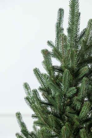 Ялинка лита 'Віденська' в горщику зелена 0,90м