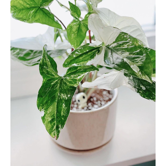 3 шт. керамічні горщики для квітів LE TAUCI, діаметр 11+13+17 см, з підставкою та дренажним отвором, для кімнатних рослин, бежевий, реактивна глазур