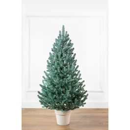 Ялинка лита 'Віденська' в горщику блакитна 1,10 м