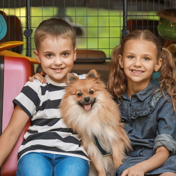 Сітка для собак у машину Relaxdays, універсальна, велика