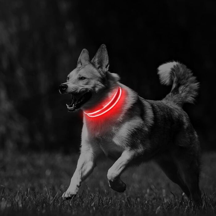 Нашийник для собак PcEoTllar світлодіодний, акумуляторний, водонепроникний, регульований, червоний-M