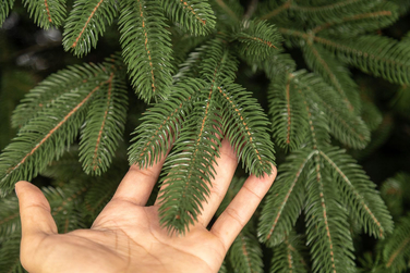 Ялинка лита 'Лапландська' ПАРАСОЛЬКА ЗЕЛЕНА 2,10м