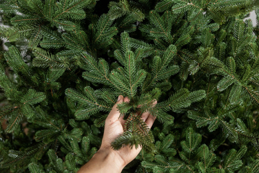 Ялинка лита 'Міланська' ПАРАСОЛЬКА ЗЕЛЕНА 2,30м