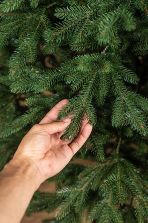 Ялинка лита 'Альпійська' ПАРАСОЛЬКА ЗЕЛЕНА 2,30м