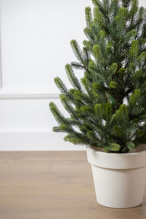 Ялинка лита 'Віденська' в горщику ВЕСНЯНА 0,70м