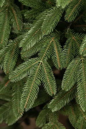 Ялинка лита 'Лапландська' ПАРАСОЛЬКА ЗЕЛЕНА 1,50м