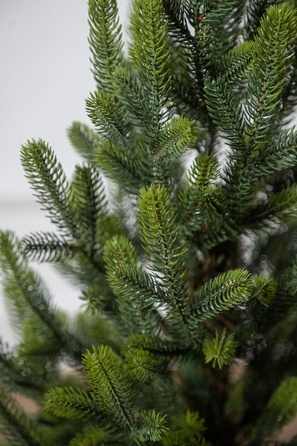 Ялинка лита 'Віденська' в горщику ВЕСНЯНА 0,70м