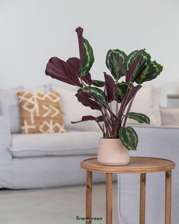 Вазон Patt Pflanzgefäß Grau L: бетонний вазон для дому та саду, морозостійкий, UV-стійкий, Ø20x16x16.5 см