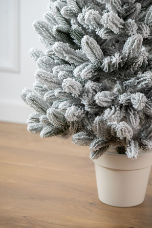 Ялинка лита 'Лапландська' в горщику ЗАСНІЖЕНА 0,70м