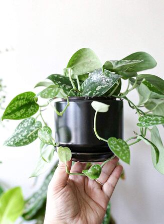 Набір горщиків для квітів LE TAUCI 3шт, кераміка, 11/13/17 см, з підставками та дренажними отворами, реактивна глазур, бежевий (чорний)