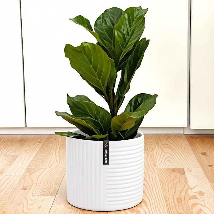 Горщик для квітів Fox & Fern Großer 30,5 см – стильний горщик з якісного полістоуну з 3D-текстурою та дренажним отвором. Великий горщик для дому (білий)