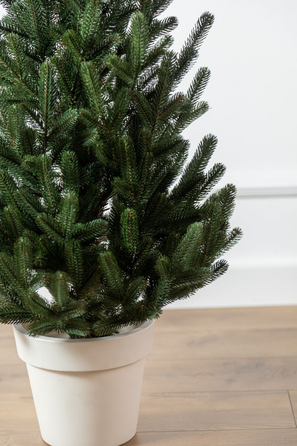 Ялинка лита 'Віденська' в горщику зелена 0,90м