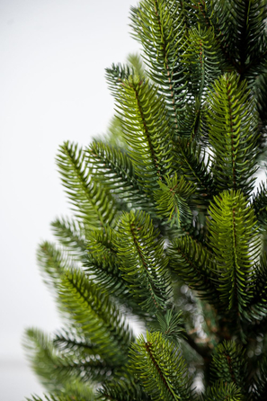 Ялинка лита 'Лапландська' в горщику ВЕСНЯНА 0,90м