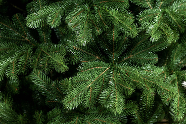 Ялинка лита 'Версальська' Зелена 2,10м