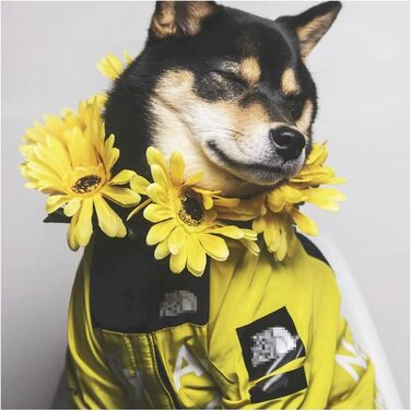 Дощовик для собак Vivi Bear водонепроникна куртка для собак з капюшоном і регульованим поясом Дощовик надлегкий дихаючий светр для собак з капюшоном для середніх і великих собак, жовтий 4XL 4XL жовтий