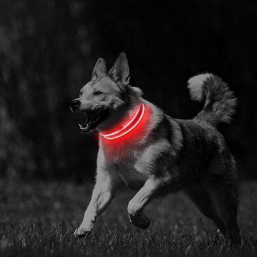 Нашийник для собак PcEoTllar світлодіодний, акумуляторний, водонепроникний, регульований, червоний-M