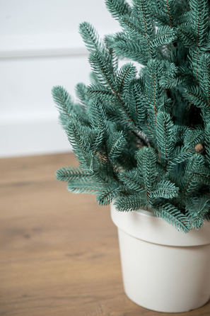 Ялинка лита 'Віденська' в горщику блакитна 0,90м