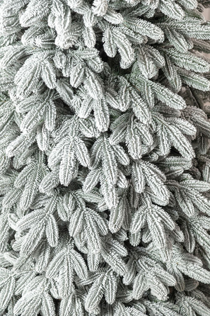 Ялинка лита 'Лапландська' ЗАСНІЖЕНА ПАРАСОЛЬКА 1,50м