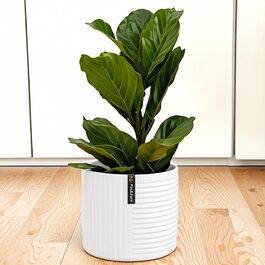 колір: білий