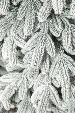 Ялинка лита 'Лапландська' ЗАСНІЖЕНА 2,50м