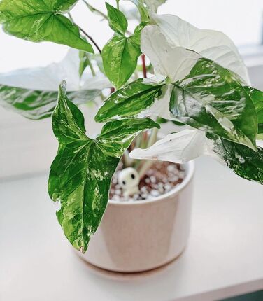 3 шт. керамічні горщики для квітів LE TAUCI, діаметр 11+13+17 см, з підставкою та дренажним отвором, для кімнатних рослин, бежевий, реактивна глазур