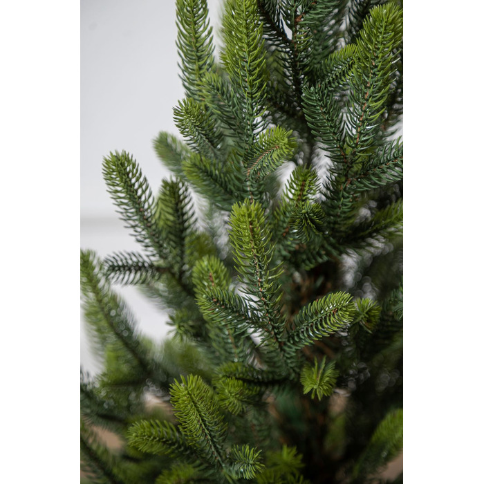 Ялинка лита 'Віденська' в горщику ВЕСНЯНА 0,70м