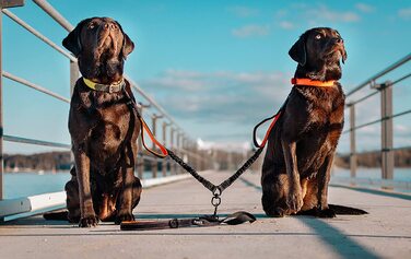Подвійний повідець Floxik великий / гнучкий світловідбиваючий повідець преміум-класу для двох собак для пари з коротким повідцем