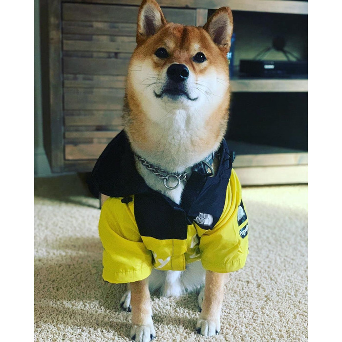 Дощовик для собак Vivi Bear водонепроникна куртка для собак з капюшоном і регульованим поясом Дощовик надлегкий дихаючий светр для собак з капюшоном для середніх і великих собак, Жовтий XL XL жовтий
