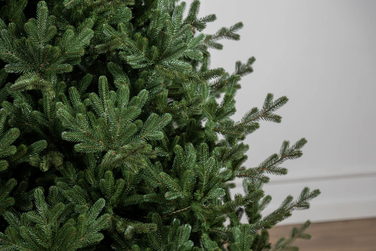 Ялинка лита 'Міланська' ПАРАСОЛЬКА ЗЕЛЕНА 2,30м