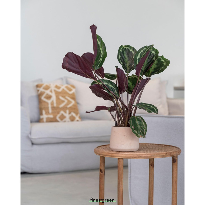 Вазон Patt Pflanzgefäß Grau L: бетонний вазон для дому та саду, морозостійкий, UV-стійкий, Ø20x16x16.5 см