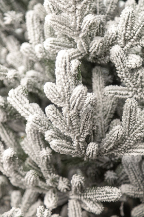 Ялинка лита 'Віденська' ЗАСНІЖЕНА 2,30м