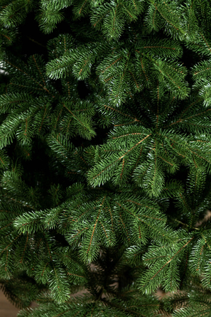 Ялинка лита 'Версальська' Зелена 2,50м