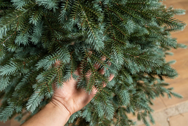 Ялинка лита 'Аляска' ПАРАСОЛЬКА ЗЕЛЕНА 2,30м