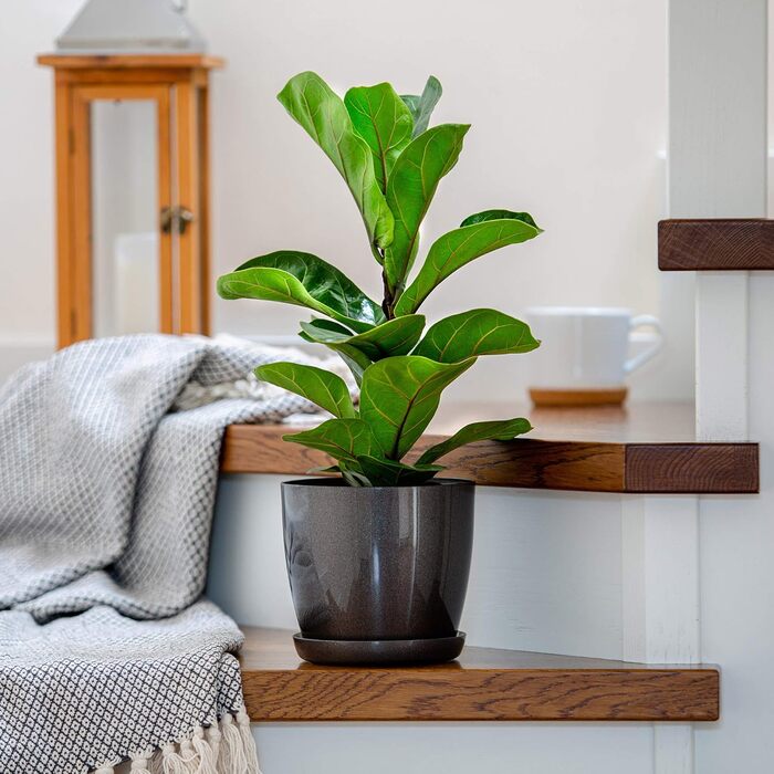 Набір квіткових горщиків KADAX (3 шт.): 20 см та 28 см, антрацит, пластик для дому