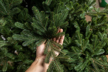 Ялинка лита 'Міланська' ПАРАСОЛЬКА ЗЕЛЕНА 2,10м