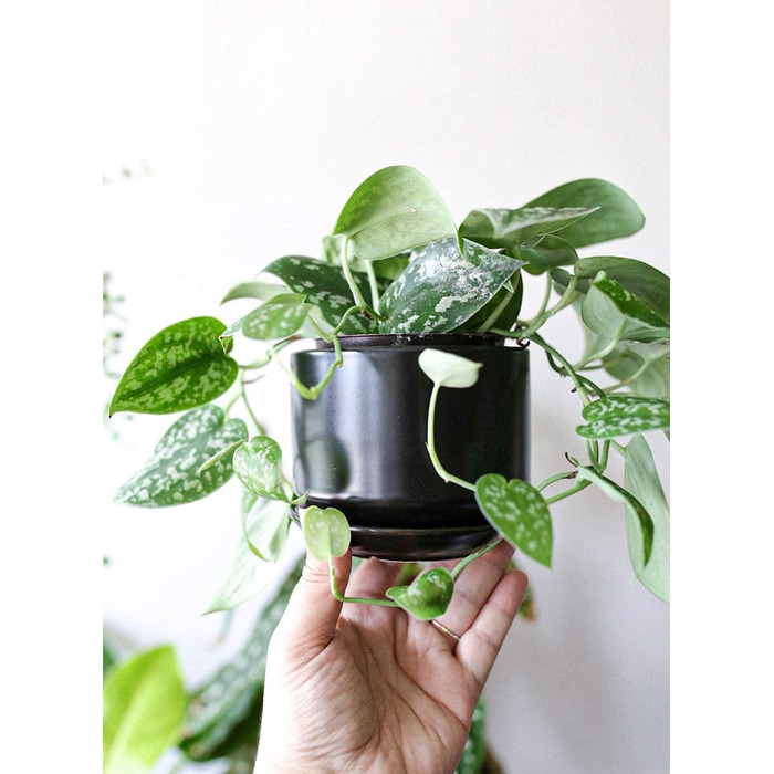 Набір горщиків для квітів LE TAUCI 3шт, кераміка, 11/13/17 см, з підставками та дренажними отворами, реактивна глазур, бежевий (чорний)