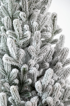 Ялинка лита 'Віденська' в горщику ЗАСНІЖЕНА 1,10м