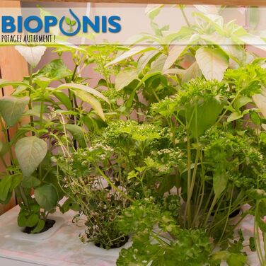 Гідропонна система для вирощування овочів в приміщенні Bamboo 1, 8 місць для посадки