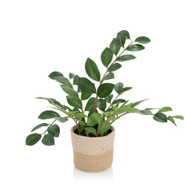 Штучна рослина / штучне дерево ZAMIE Zamioculcas green hjh ОФІС